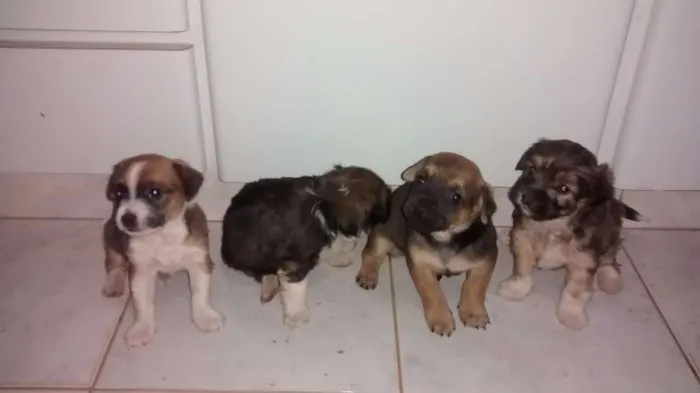 Cachorro ra a NÃO DEFINIDA idade Abaixo de 2 meses nome SEM NOME