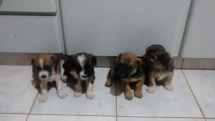 Cachorro ra a NÃO DEFINIDA idade Abaixo de 2 meses nome SEM NOME