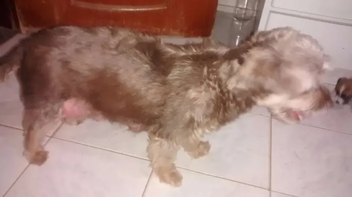Cachorro ra a NÃO DEFINIDA idade Abaixo de 2 meses nome SEM NOME