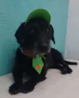 Zezinho