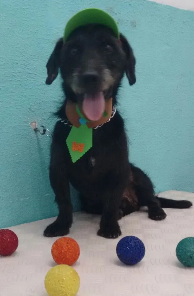 Cachorro ra a Mestiço de Poodle idade 1 ano nome Zezinho