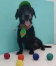 Zezinho