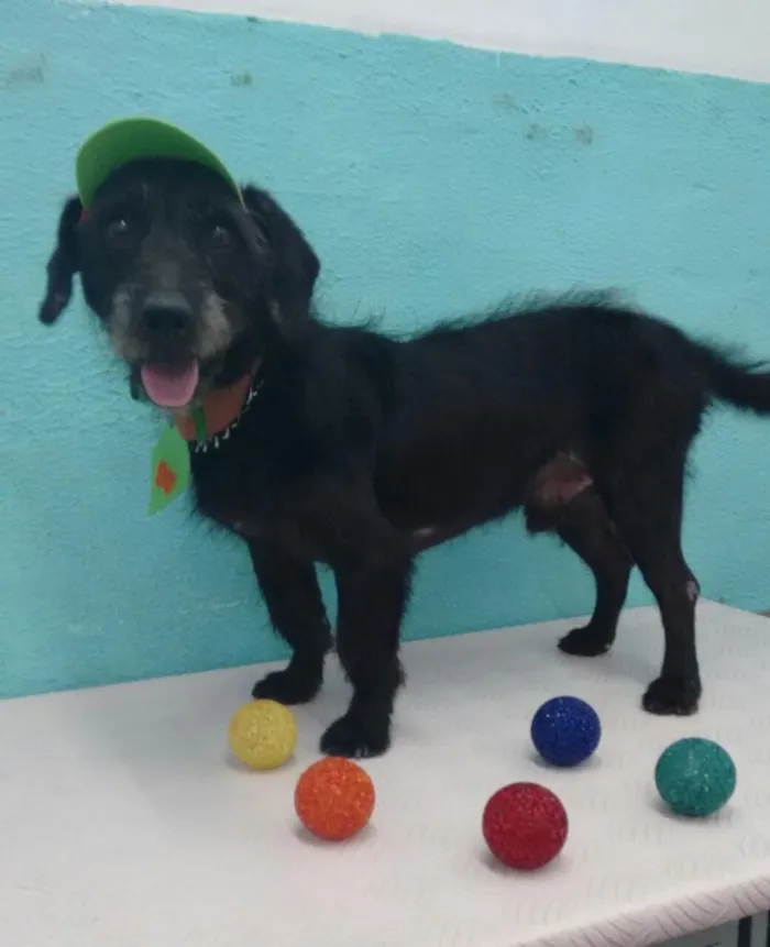 Cachorro ra a Mestiço de Poodle idade 1 ano nome Zezinho