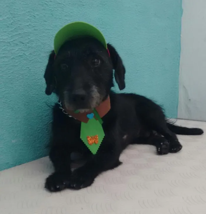 Cachorro ra a Mestiço de Poodle idade 1 ano nome Zezinho