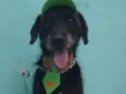 Zezinho