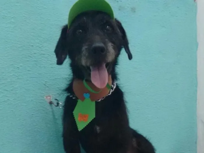 Cachorro ra a Mestiço de Poodle idade 1 ano nome Zezinho