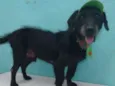 Zezinho