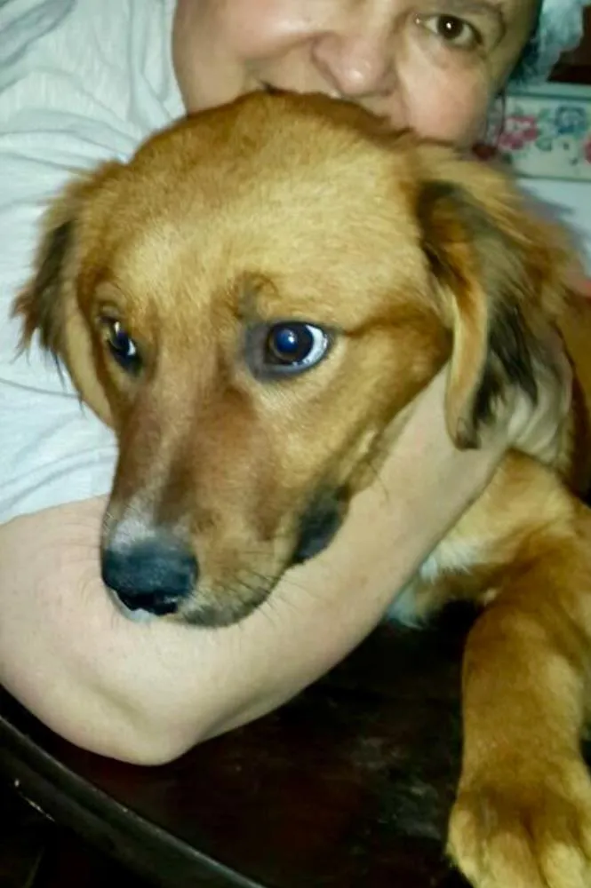Cachorro ra a SRD idade 2 a 6 meses nome Bilu