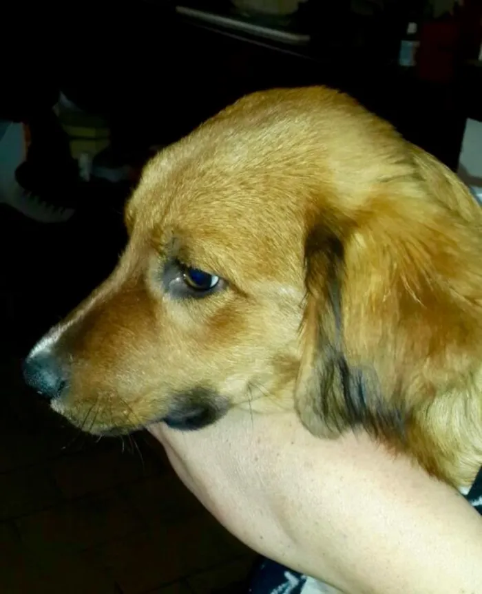 Cachorro ra a SRD idade 2 a 6 meses nome Bilu