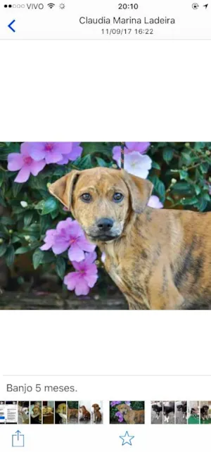 Cachorro raça Srd idade 2 a 6 meses nome Banjo filhote grande