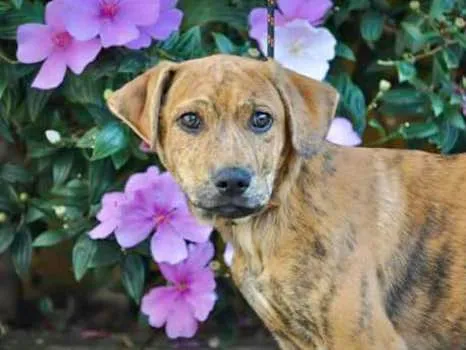 Cachorro ra a Srd idade 2 a 6 meses nome Banjo filhote grande