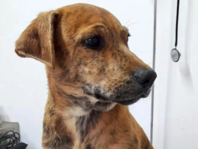 Cachorro ra a Srd idade 2 a 6 meses nome Banjo filhote grande