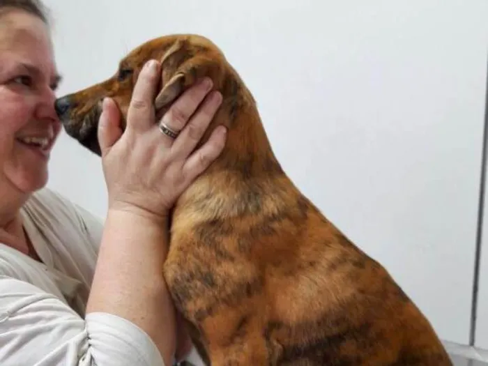 Cachorro ra a Srd idade 2 a 6 meses nome Banjo filhote grande