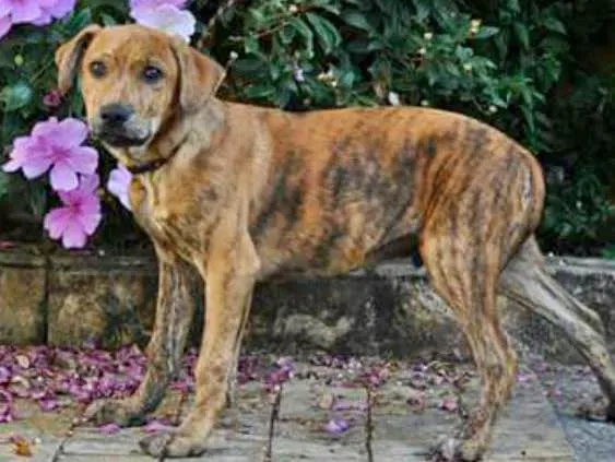 Cachorro ra a Srd idade 2 a 6 meses nome Banjo filhote grande