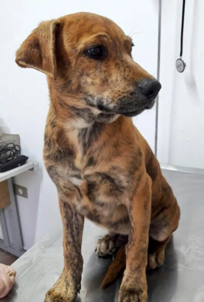 Cachorro ra a Srd idade 2 a 6 meses nome Banjo filhote grande