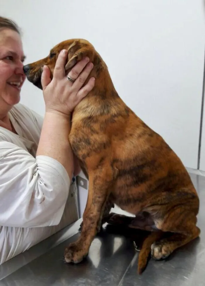 Cachorro ra a Srd idade 2 a 6 meses nome Banjo filhote grande