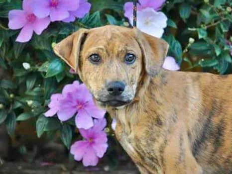 Cachorro ra a Srd idade 2 a 6 meses nome Banjo filhote grande