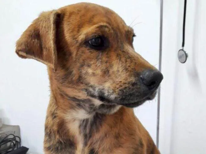 Cachorro ra a Srd idade 2 a 6 meses nome Banjo filhote grande