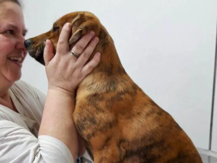 Cachorro ra a Srd idade 2 a 6 meses nome Banjo filhote grande