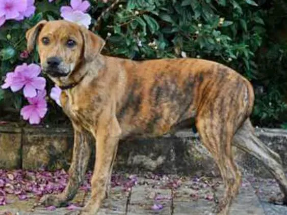 Cachorro ra a Srd idade 2 a 6 meses nome Banjo filhote grande