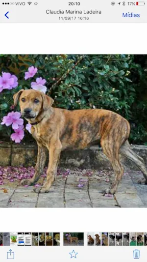 Cachorro raça Srd idade Abaixo de 2 meses nome Banjo