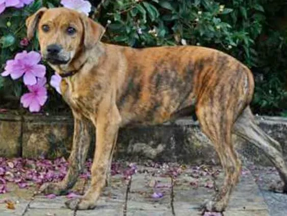 Cachorro ra a Srd idade Abaixo de 2 meses nome Banjo