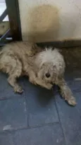 Cachorrinho