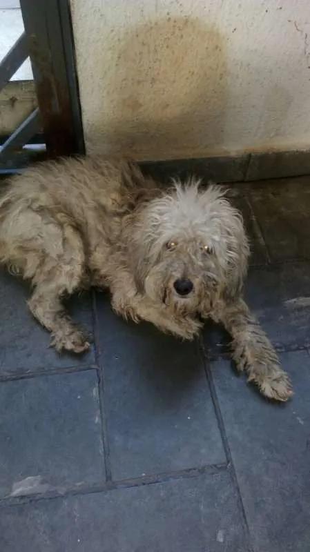 Cachorro ra a SRD idade 1 ano nome Cachorrinho