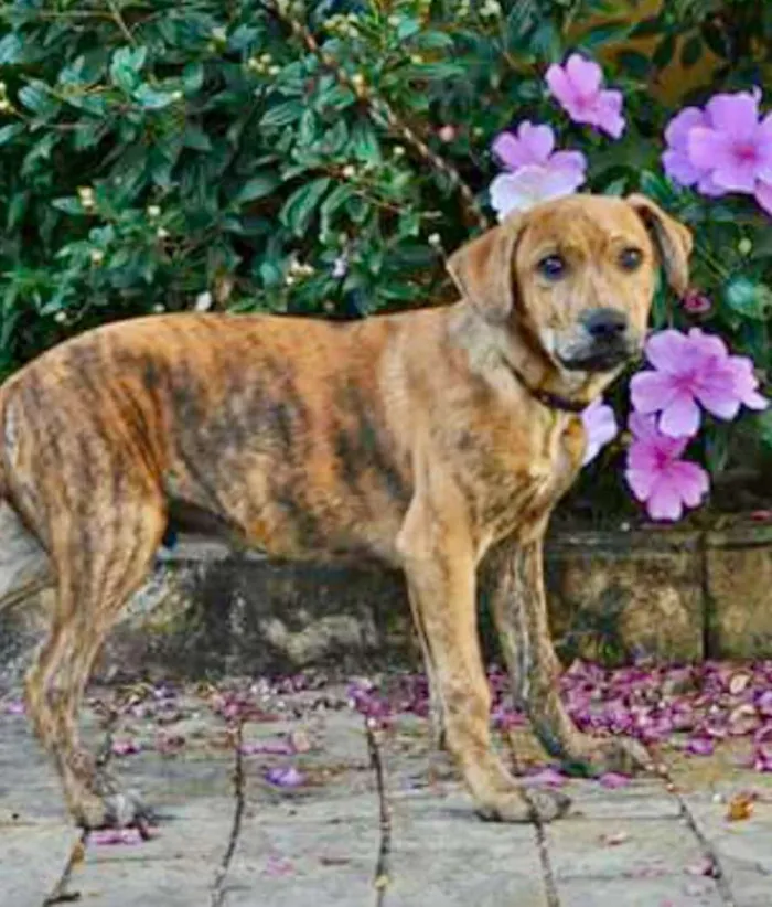 Cachorro ra a Srd idade 2 a 6 meses nome Banjo filhote grande