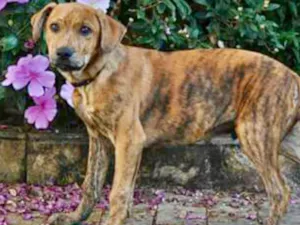 Cachorro raça Srd idade 2 a 6 meses nome Banjo filhote grande