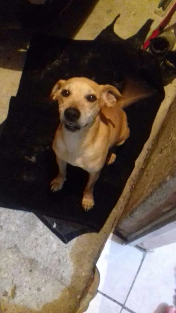 Cachorro ra a Srd idade 7 a 11 meses nome Nao tem nome