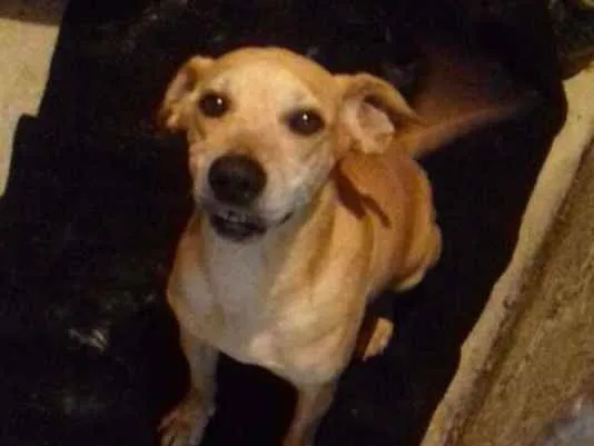 Cachorro ra a Srd idade 7 a 11 meses nome Nao tem nome