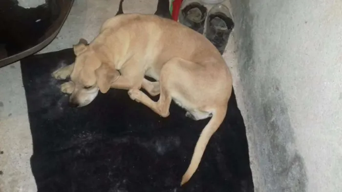 Cachorro ra a Srd idade 7 a 11 meses nome Nao tem nome