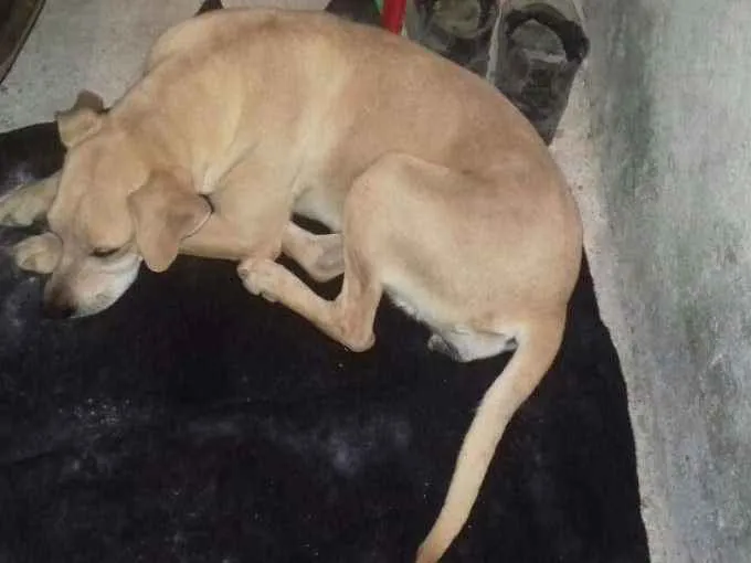 Cachorro ra a Srd idade 7 a 11 meses nome Nao tem nome