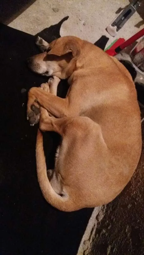 Cachorro ra a Srd idade 7 a 11 meses nome Nao tem nome