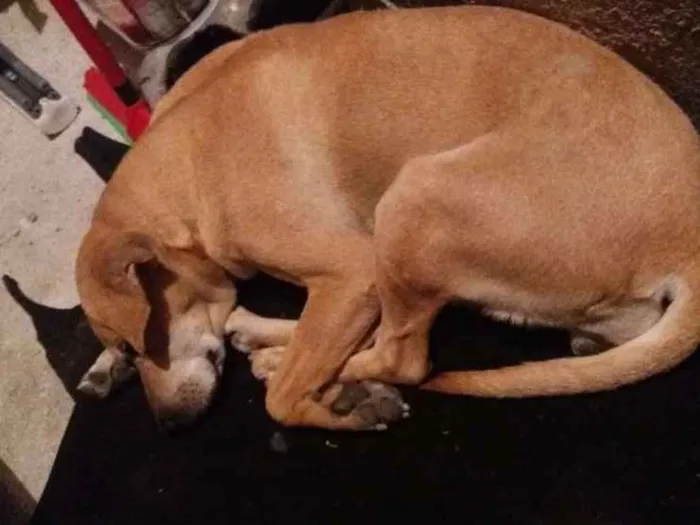 Cachorro ra a Srd idade 7 a 11 meses nome Nao tem nome