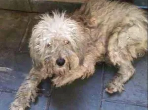 Cachorro raça SRD idade 1 ano nome Cachorrinho