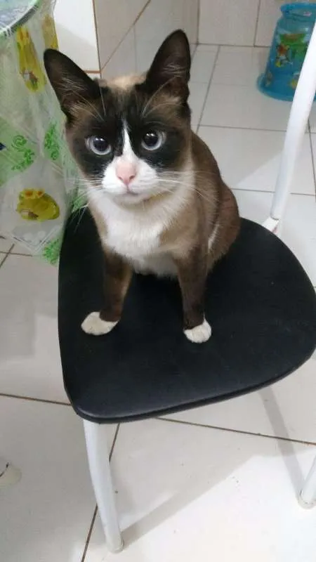 Gato ra a nao definida idade 1 ano nome Mimi