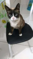 Mimi