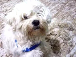 Cachorro raça Poodle branco idade 2 anos nome Poodle branco achado