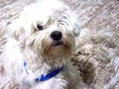 Cachorro raça Poodle branco idade 2 anos nome Poodle branco achado