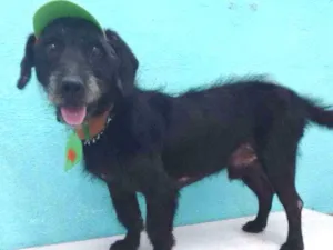 Cachorro raça Mestiço de Poodle idade 1 ano nome Zezinho