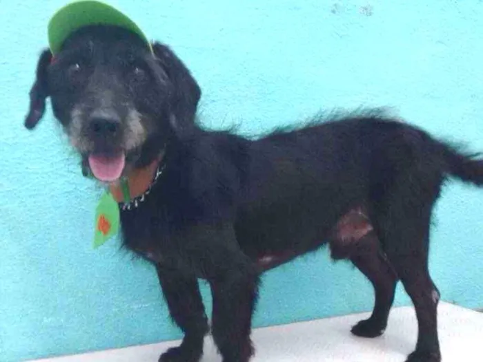 Cachorro ra a Mestiço de Poodle idade 1 ano nome Zezinho