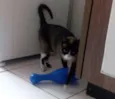 Mimi