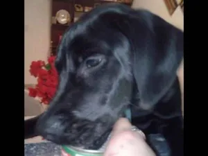 Cachorro raça SRD idade 7 a 11 meses nome Manu