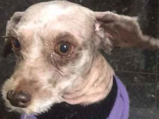 Cachorro ra a poodle idade 3 anos nome Meg