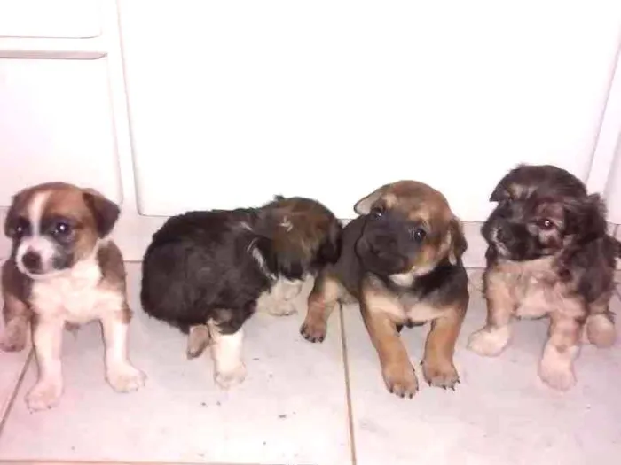 Cachorro ra a NÃO DEFINIDA idade Abaixo de 2 meses nome SEM NOME