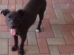 Cachorro raça Mestiço de labrador idade 7 a 11 meses nome Faisca