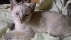 Gato raça  idade 2 a 6 meses nome não tem