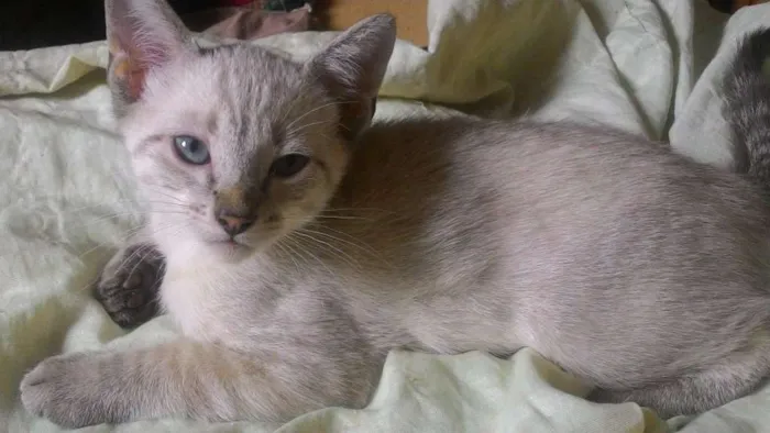 Gato ra a  idade 2 a 6 meses nome não tem